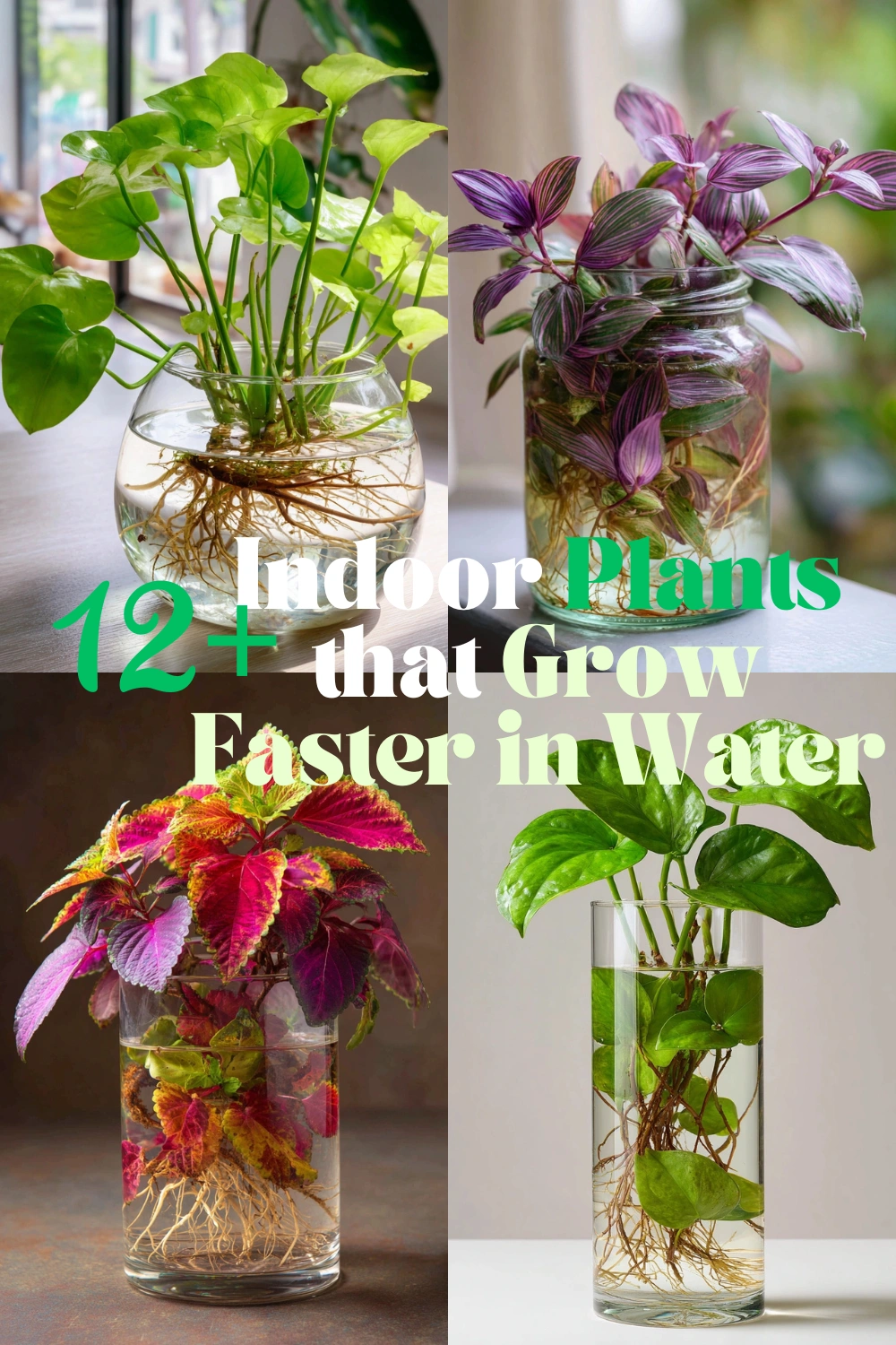 8 Indoor Plants That Grow Faster in Water